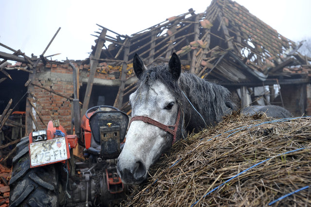 A horse stands in front of a collapsed house in Majska Poljana, Croatia, Wednesday, December 30, 2020. A series of tremors have jolted central Croatia a day after a 6.3-magnitude earthquake killed at least seven people, injured dozens and left several towns and villages in ruins. (Photo by AP Photo/Stringer)