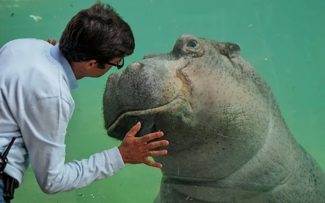 Director of the zoo, Rodolphe Delord reacts with an hippopotamus inside its enclosure at the zoological park of Beauval in Saint-Aignan-sur-Cher on April 16, 2020, on the 31st day of a strict lockdown in France to stop the spread of COVID-19 (novel coronavirus). (Photo by Guillaume Souvant/AFP Photo)
