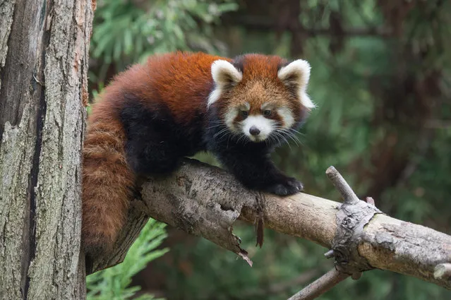 This November 2, 2015 photo provided by the Wildlife Conservation Society shows a baby red panda at the Prospect Park Zoo in the Brooklyn borough of New York. It is one of two red pandas born at the Brooklyn zoo on July 1. The red pandas, which look similar to raccoons, are not members of the bear family that giant pandas belong to. (Photo by Julie Larsen Maher/Wildlife Conservation Society via AP Photo)