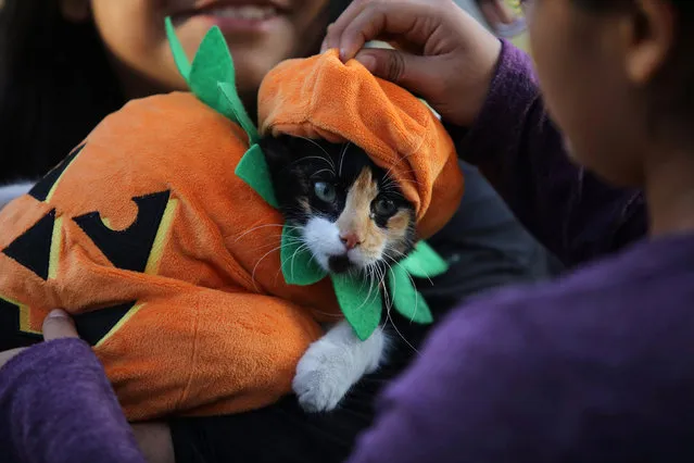 A cat dressed in a costume takes part in a Pet's Halloween Day parade at Abtao Park in San Isidro, Lima, October 31, 2016. (Photo by Guadalupe Pardo/Reuters)
