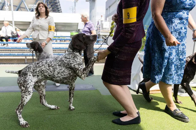 German Shorthaired Pointers wait for its presentation during the 147th Westminster Kennel Club Dog Show at the USTA Billie Jean King National Tennis Center in New York, U.S., May 9, 2023. (Photo by Jeenah Moon/Reuters)