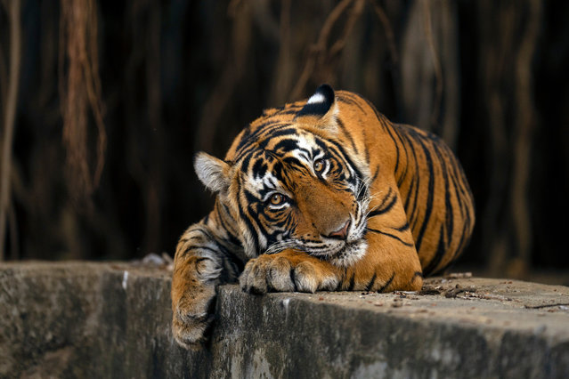 A majestic Bengal tiger relaxes on an old step well in Ranthambhore, near Jaipur, India in the first decade of December 2025. (Photo by Andy Rouse/South West News Service)