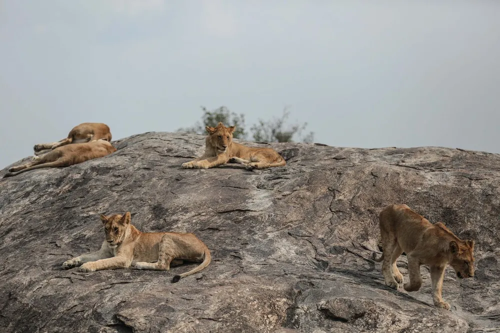 The Week in Pictures: Animals, January 16 – January 22, 2015