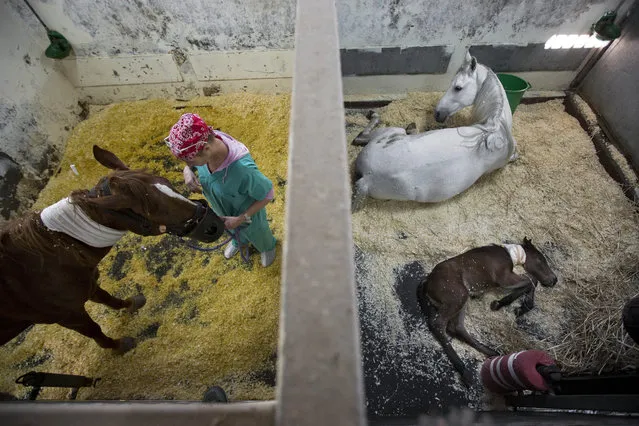 In this Thursday, December 10, 2015 photo, a horse and her one day old foal rest in their recovery zone, as other horse receive treatment at the Hebrew University's Koret School of Veterinary Medicine in Rishon Lezion, Israel. (Photo by Oded Balilty/AP Photo)