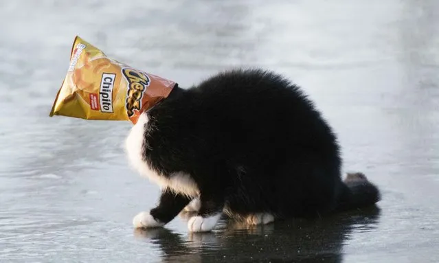 A cat got stuck on a frozen lake in Bokrijk, Belgium with a bag of Cheetos crisps on her head on February 14, 2021. The cat had to be rescued and everything turned out fine. (Photo by Isopix/Rex Features/Shutterstock)