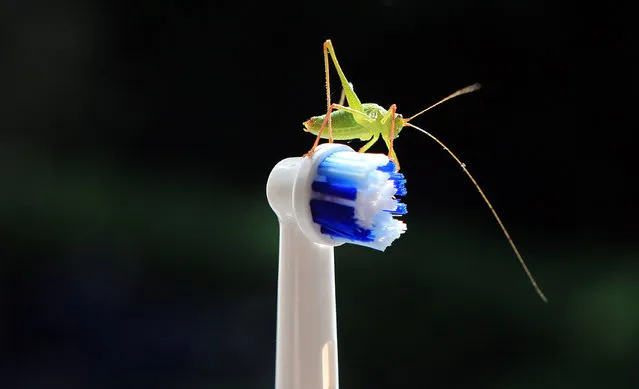 A grasshopper proves an early morning surprise as it sits sunning itself on a toothbrush on a bathroom window sill on September 8, 2012 in West Hoathly, Sussex, England. (Photo by David Cannon/Getty Images)