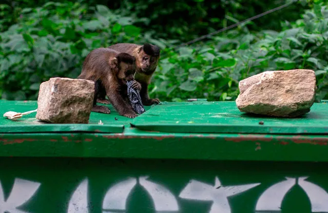 Two “Macaco-Prego” (Sapajus nigritus) monkies try to open a garbage container at the Parque Lage park, home of to the Visual Arts School in Rio de Janeiro, Brazil on August 16, 2018. (Photo by Mauro Pimentel/AFP Photo)