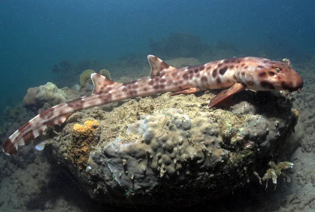 This recent undated handout photo received on September 2, 2013 from environmental group Conversation International shows a recently discovered species of “walking” shark in the waters off Halmahera, one of the Maluku Islands in Indonesia that lie west of New Guinea.  The brown and white bamboo shark pushes itself along the ocean floor as it forages for small fish and crustaceans at night, said Conservation International, whose scientists were involved in its discovery. (Photo by Mark Erdmann/AFP Photo/Conservation International)