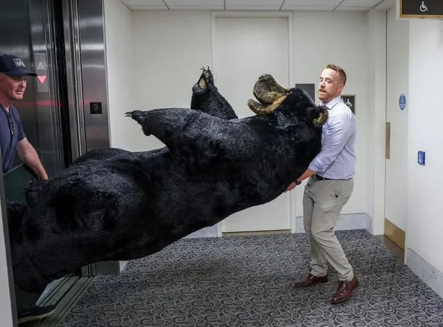 Jon Greene, defense advisor to Senator Jeanne Shaheen (D-NH), carries Kodak, the bear, to decorate the Senator's office on Capitol Hill for the 11th Annual Experience New Hampshire event, in Washington, U.S., June 7, 2022. (Photo by Evelyn Hockstein/Reuters)
