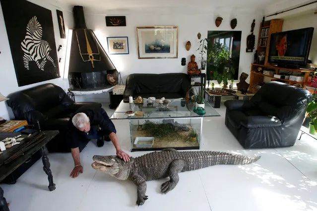 Philippe Gillet, 67 year-old Frenchman who lives with more than 400 reptiles and tamed alligators, gives chicken to his alligator Ali in his living room in Coueron near Nantes, France September 19, 2018. (Photo by Stephane Mahe/Reuters)