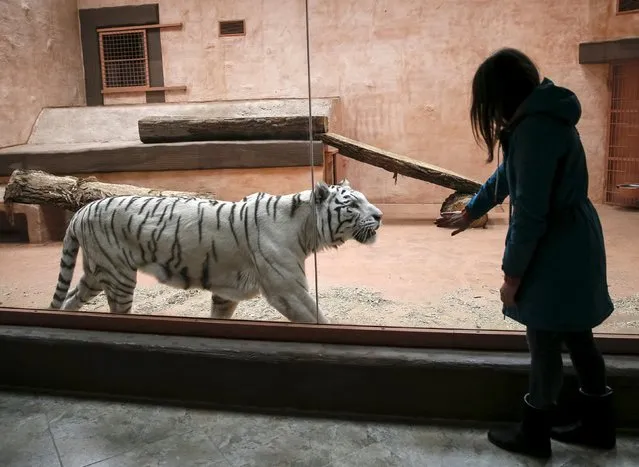 A staff interacts with a white tiger at a private zoo called "12 Months" in the town of Demydiv, Ukraine, January 13, 2016. (Photo by Gleb Garanich/Reuters)