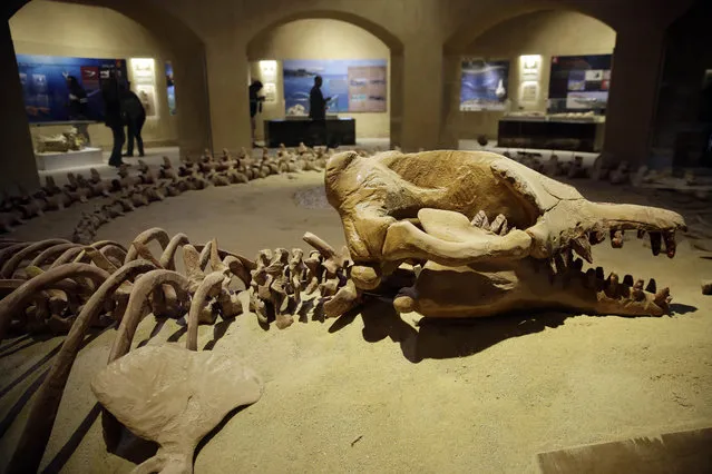The largest intact Basulosaurus isis whale fossil, which is on display at the Wati El Hitan Fossils and Climate Change Museum, on the opening day, in the Fayoum oasis, Egypt, Thursday, January 14, 2016. (Photo by Thomas Hartwell/AP Photo)
