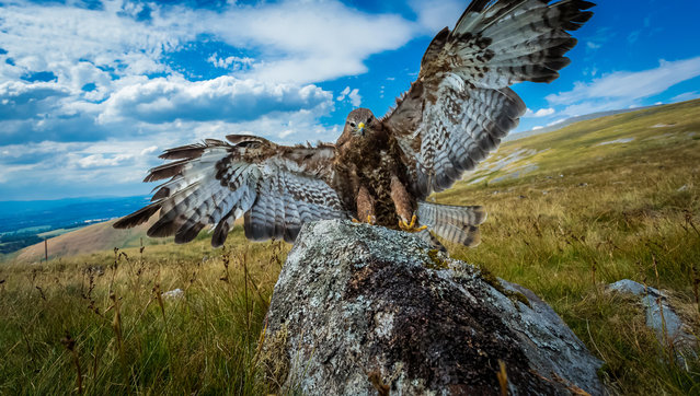 A buzzard perched on lichen-covered rock in the Lake District, North West England. (Photo by Coatsey/Alamy Stock Photo)