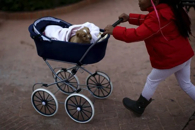A girl pushes her dog in a pram after it was blessed by a priest in Benalmadena, near Malaga, Spain, January 17, 2016. Hundreds of pet owners bring their animals to be blessed every year on the day of San Anton, Spain's patron saint of animals. (Photo by Jon Nazca/Reuters)