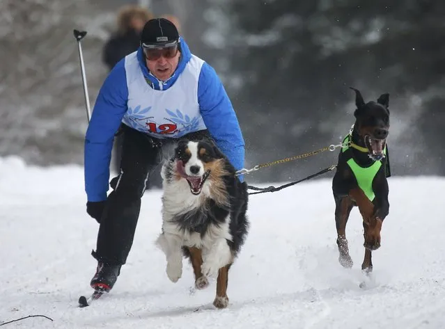 A skier is pulled by a team of dogs during a sled and skijoring race in the village of Kadnikovo outside Yekaterinburg, Russia, December 10, 2016. (Photo by Maxim Shemetov/Reuters)
