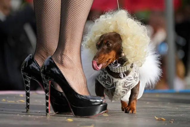 A woman stands at a podium with her dachshund during a dachshund parade festival in St. Petersburg, Russia, Saturday, September 16, 2023. (Photo by Dmitri Lovetsky/AP Photo)