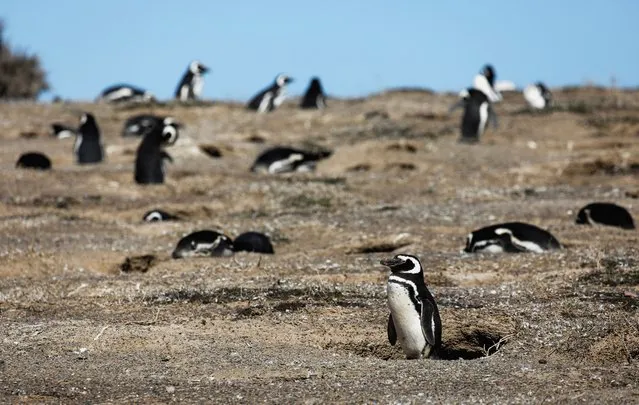 Magellanic penguins are pictured at the Punta Tombo penguin colony, in the Patagonian province of Chubut, Argentina on September 29, 2023. (Photo by Agustin Marcarian/Reuters)