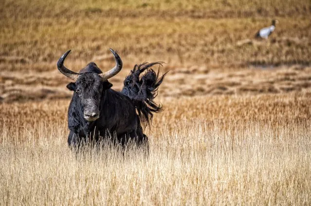 This photo taken on October 14, 2023 shows a wild yak at the Altun Mountains National Nature Reserve in northwest China's Xinjiang Uygur Autonomous Region. With an average altitude of 4,580 meters, the Altun Mountains National Nature Reserve covers a total area of 45,000 square kilometers. The reserve is a representative of plateau desert ecosystem in China and is home to a wide variety of rare animals. (Photo by Xinhua News Agency/Rex Features/Shutterstock)