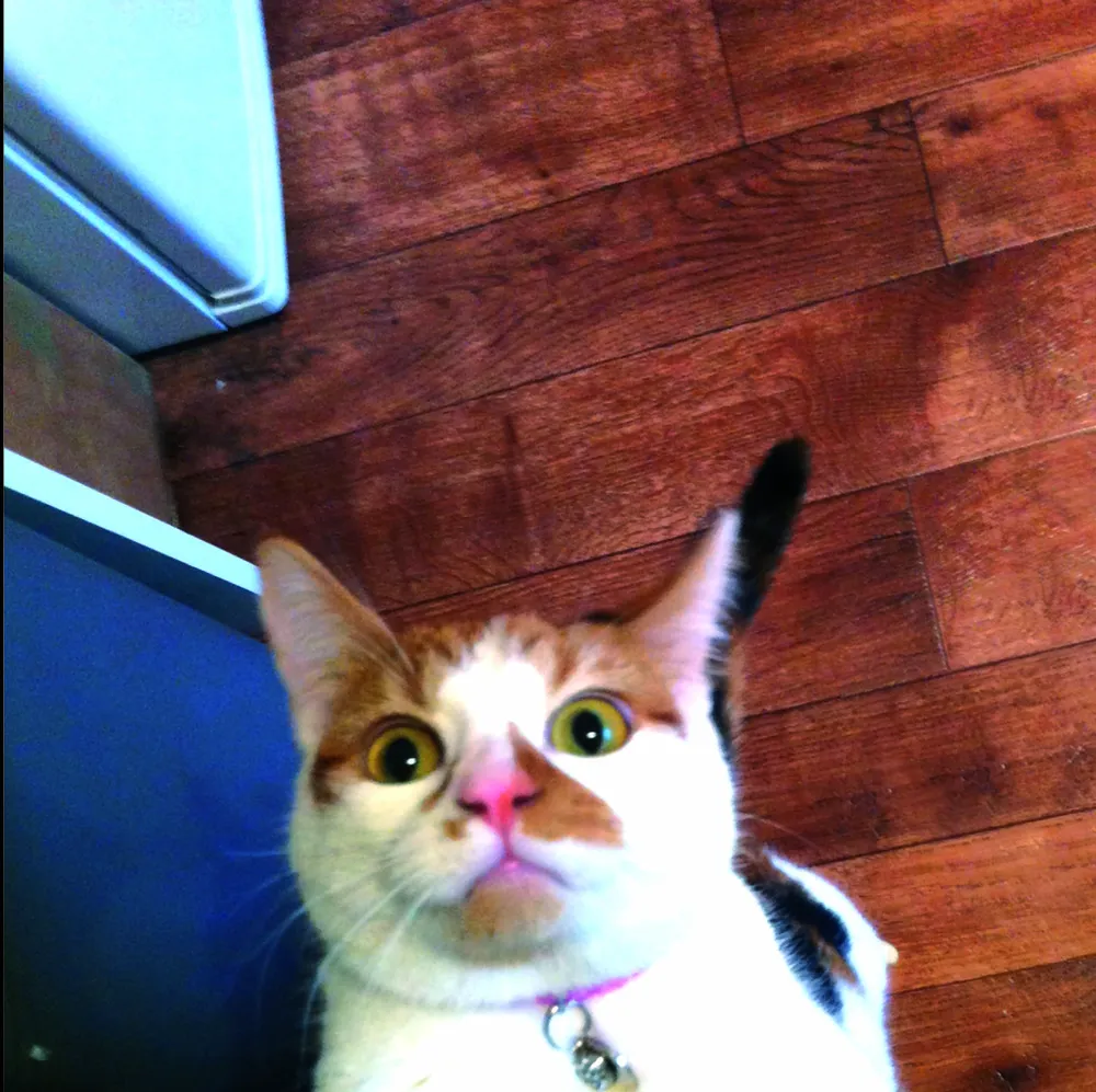 “Cat Selfies”