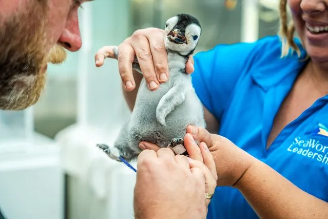 A new emperor penguin chick is checked by SeaWorld employees in San Diego, California, U.S., in this handout image released to Reuters on October 25, 2023. (Photo by Kyle Williams/Seaworld San Diego/Handout via Reuters)