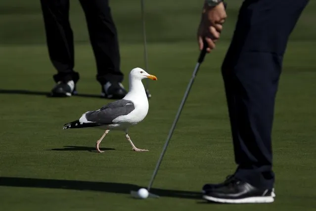 A seagull walks across the sixth green while players putt during the first round of the Pebble Beach Pro-Am golf tournament in Pebble Beach, California February 11, 2016. (Photo by Michael Fiala/Reuters)