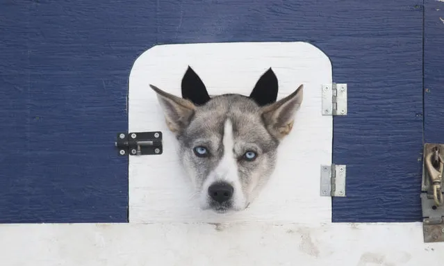 Jason Biasetti's sled dogs wait in their crates at Shipyards Park in Whitehorse, Yukon on February 2,  2019. (Photo by Canadian Press/Rex Features/Shutterstock)