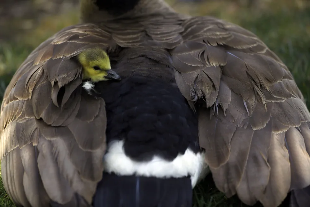 The Week in Pictures: Animals, April 10 – April 17, 2015