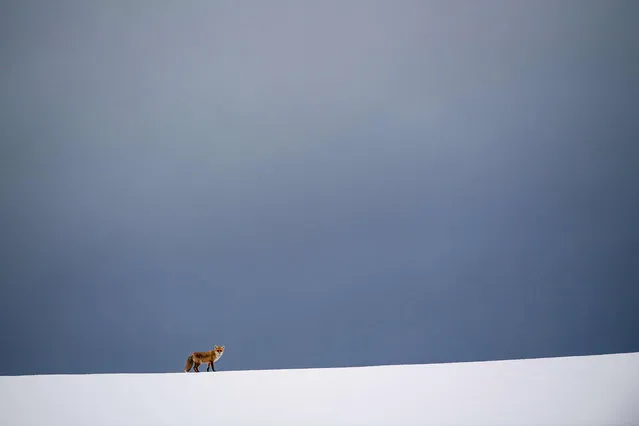 A fox is pictured on a snow-covered field in Erkenbollingen, southern Germany, on a cloudy February 11, 2019. (Photo by Lino Mirgeler/dpa/AFP Photo)