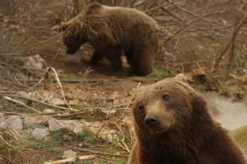 A Unique Shelter for Brown Bears in Croatia