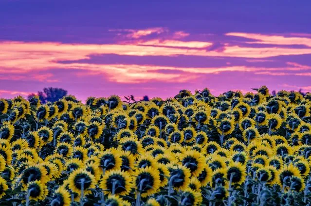 A field of blossoming sunflowers is pictured in the outskirts of Frankfurt, Germany, before sunrise on Monday, July 24, 2023. (Phoot by Michael Probst/AP Photo)