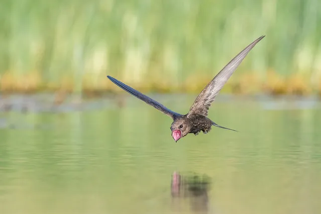 Birds in flight, gold winner: Thirsty, Tzahi Finkelstein, Israel. Common swifts live their lives on the wing and are a challenge to capture in flight. With a diet of flying insects, they need to drink from time to time, and they even do that on the wing. (Photo by Tzahi Finkelstein/2021 Bird Photographer of the Year)