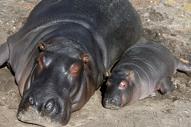 In this Tuesday, January 14, 2014 photo, Cooper the hippopotamus, right, rests in the sun with his mother Cleopatra at the Gulf Breeze Zoo in Gulf Breeze, Fla. (Photo by Nick Tomecek/AP Photo/Northwest Florida Daily News)