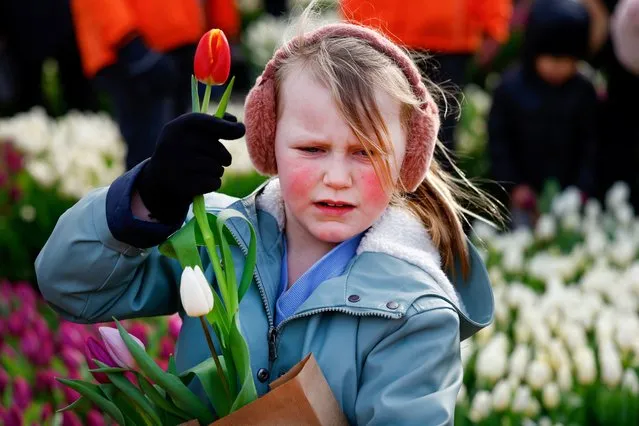 A girl holds a tulip in a picking garden with over 200,000 tulips that have been created on the Museumplein for National Tulip Day where everyone can pick one bunch for free, in Amsterdam, Netherlands on January 20, 2024. (Photo by Piroschka van de Wouw/Reuters)
