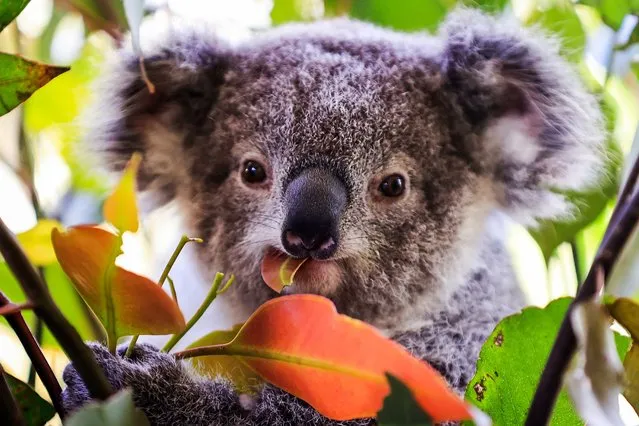A baby koala is seen at Wild Life Sydney Zoo on October 14, 2021 in Sydney, Australia. After 109 days closed, Merlin Entertainments’ iconic Darling Harbour attractions, including Sea Life Sydney Aquarium, Madame Tussauds Sydney, and Wild Life Sydney Zoo reopened their doors to the public. COVID-19 restrictions eased across NSW as of Monday after the state passed its 70 per cent double vaccination target. Under the state government's Reopening NSW Roadmap, hospitality, retail stores, gyms and hairdressers can reopen, along with indoor entertainment venues, cinemas, theatres, museums and galleries. Restrictions will ease further in NSW once the state reaches its next vaccination milestone of 80 per cent of people having received two doses of a COVID-19 vaccine. (Photo by Mark Evans/Getty Images)