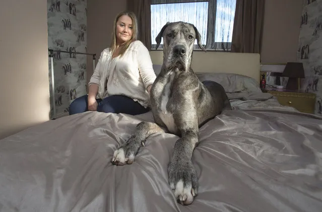 Britain's biggest dog, 18 month old great Dane, Freddy seen sitting on the bed as it's owner Claire Stoneman looks on in Southend-on-Sea, Essex, England. (Photo by Matt Writtle/Barcroft Media)