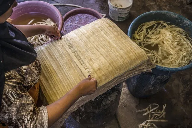 A woman lays out soaked thin strips of papyrus to form a sheet, before compression and drying at the workshop in the village of al-Qaramous in Sharqiyah province, in Egypt's northern fertile Nile Delta region, northeast of the capital, on July 28, 2021. (Photo by Khaled Desouki/AFP Photo)