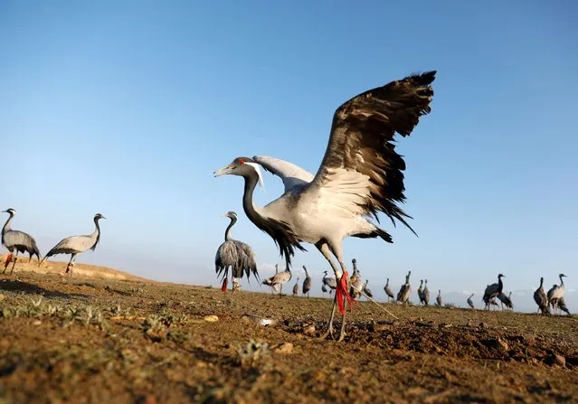 Cranes are seen at a hunting field in Bagram, Parwan province, Afghanistan on April 10, 2019. The birds are usually taken to shops near the town of Bagram or to Kabul itself, where there is a popular bird market in the center of the old city. (Photo by Mohammad Ismail/Reuters)