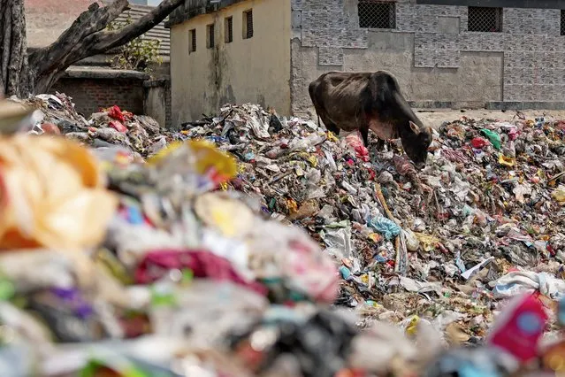 A cow feeds on waste material at a dumping ground in Varanasi on March 11, 2024. (Photo by Niharika Kulkarni/AFP Photo)