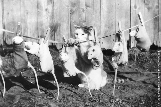 1933: A cat hangs a row of tame rats on the washing line to dry