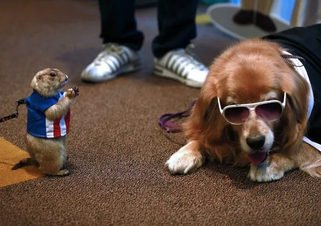 A Prairie Dog wearing a costume of US superhero comic character Captain America (L) reacts to a Golden Retriever dog (R) during the Pet Expo Thailand 2015 press conference in Bangkok, Thailand, 11 May 2015. (Photo by Rungroj Yondrit/EPA)