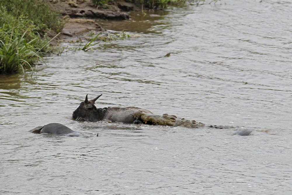 Hippo Saves Gnu from Crocodile