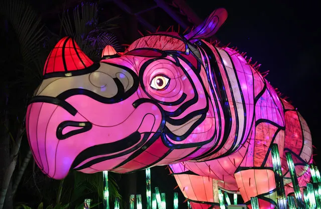 An illuminated lantern sculpture of a rhino during the media preview of Vivid Sydney at Taronga Zoo on May 19, 2019 in Sydney, Australia. (Photo by James D. Morgan/Getty Images)