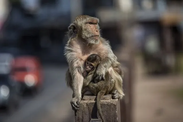 A monkey carries its baby at the annual Monkey Buffet Festival in Lopburi, Thailand on November 28, 2021. (Photo by Stringer/Anadolu Agency via Getty Images)
