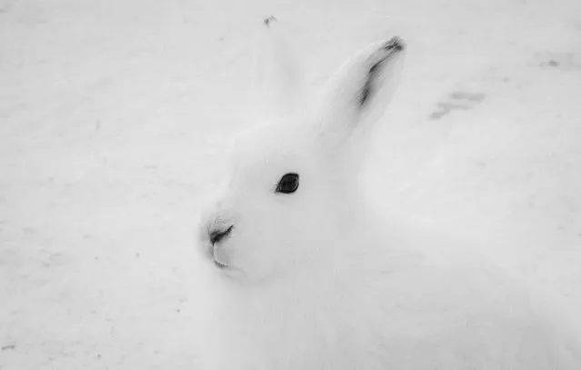 Arctic Hare