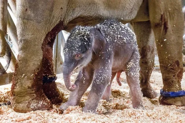 A new born baby elephant walks in the enclosure with its mother Janita at the zoo in Prague, Czech Republic, Tuesday, April 5, 2016. Zoo director Miroslav Bobek says the mother Janita gave birth to the male calf early Tuesday. It has yet to be named. (Photo by Miroslav Bobek, Zoo Praha via AP Photo)