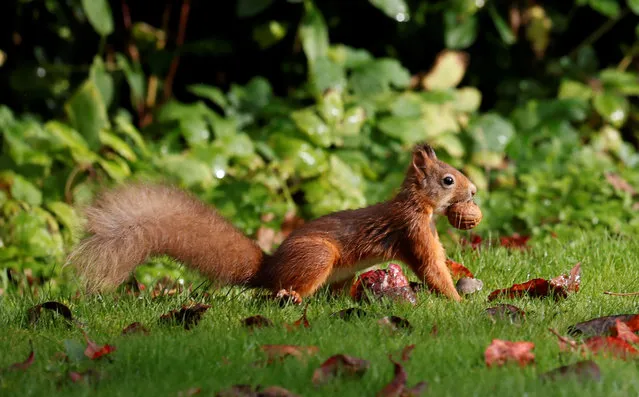 A red squirrel stockpiles walnuts in Pitlochry, Scotland, Britain on October 8, 2019. (Photo by Russell Cheyne/Reuters)
