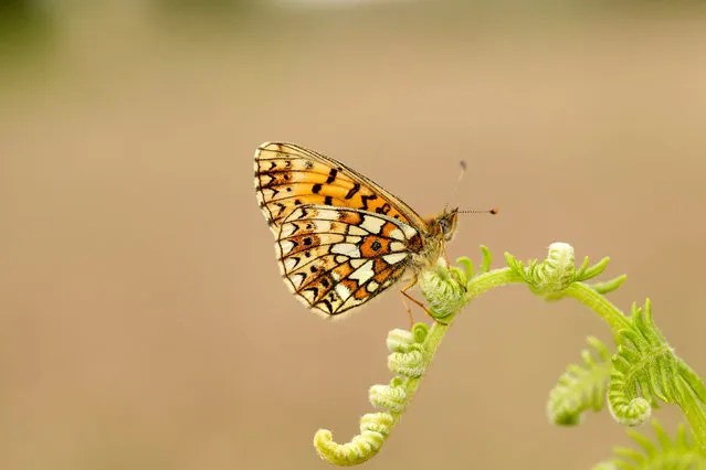 A small pearl-bordered fritillary butterfly in the UK, March 2024. Conservationists have recorded their lowest ever count of some butterfly varieties in Britain amid concerns about human impacts on the environment. (Photo by Ian H. Leach/UKBMS/PA Wire)
