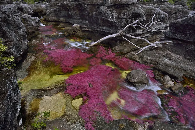 An overview of the Cano Cristales RIver in the Sierra de la Macarena in Colombia, covered with a bright pink endemic aquatic plant, Macarenia Clavigera. (Photo by Olivier Grunewald)