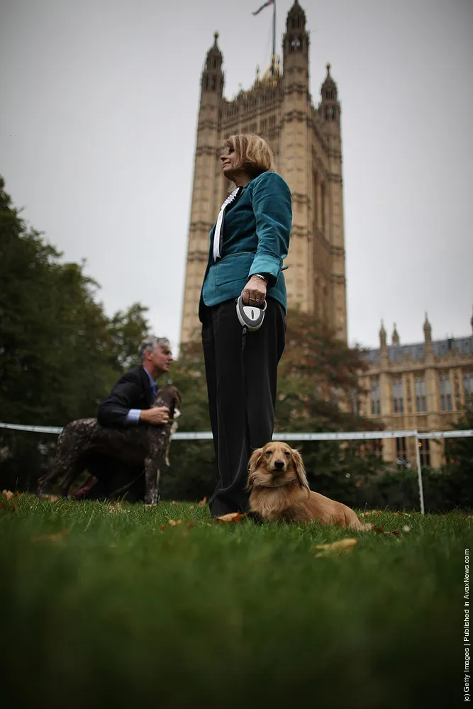 Parliamentary Dog Of The Year Show