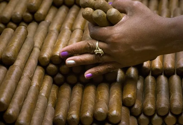 A sorter selects cigars at the H. Upmann cigar factory in Havana, Cuba, Thursday, March 2, 2017. Distributors abroad are reporting record sales, making cigar sales an important source of foreign revenue for the cash-strapped government. (Photo by Ramon Espinosa/AP Photo)